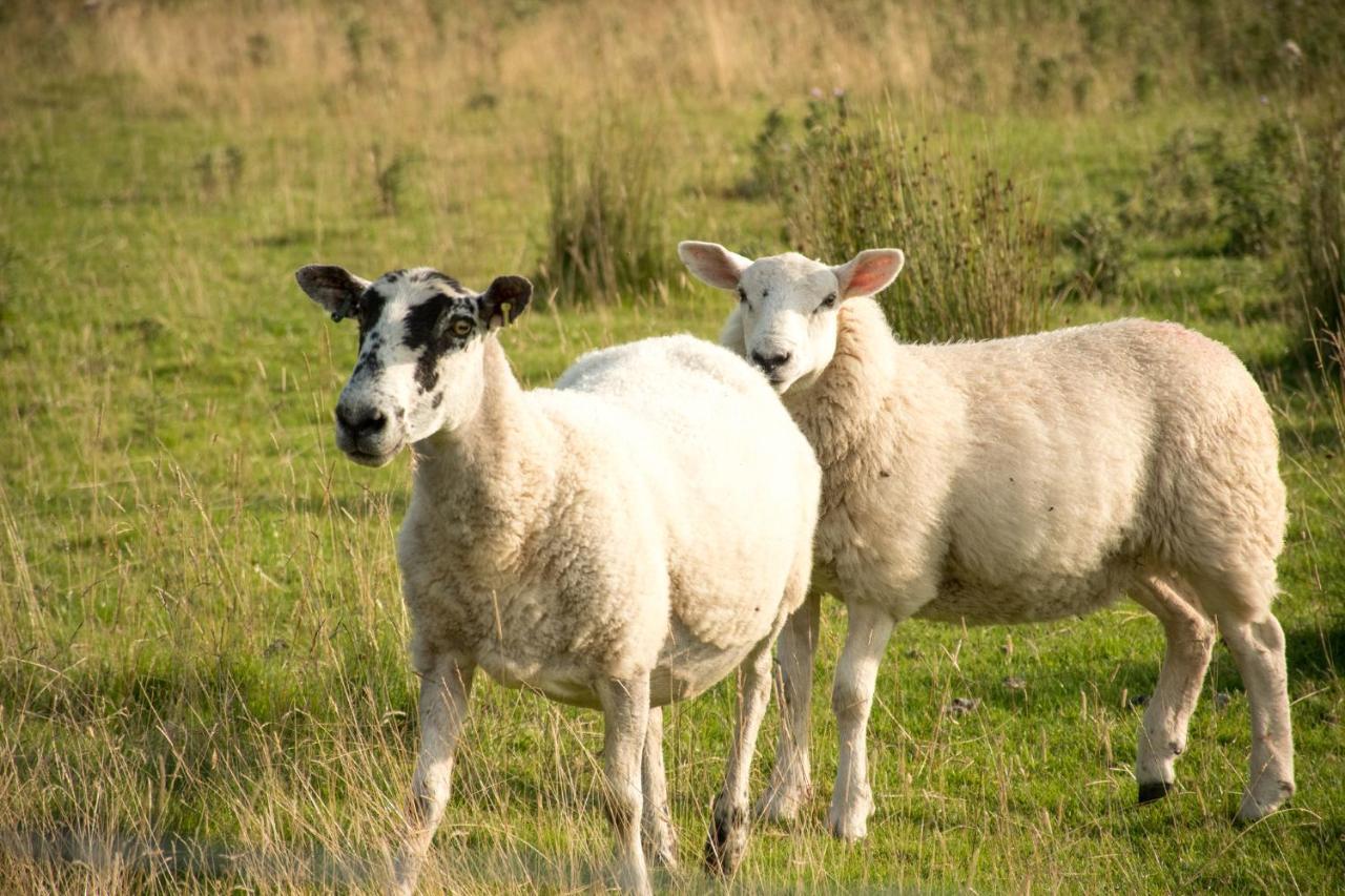 ヘクサム Wild Northumberland Glampingヴィラ エクステリア 写真