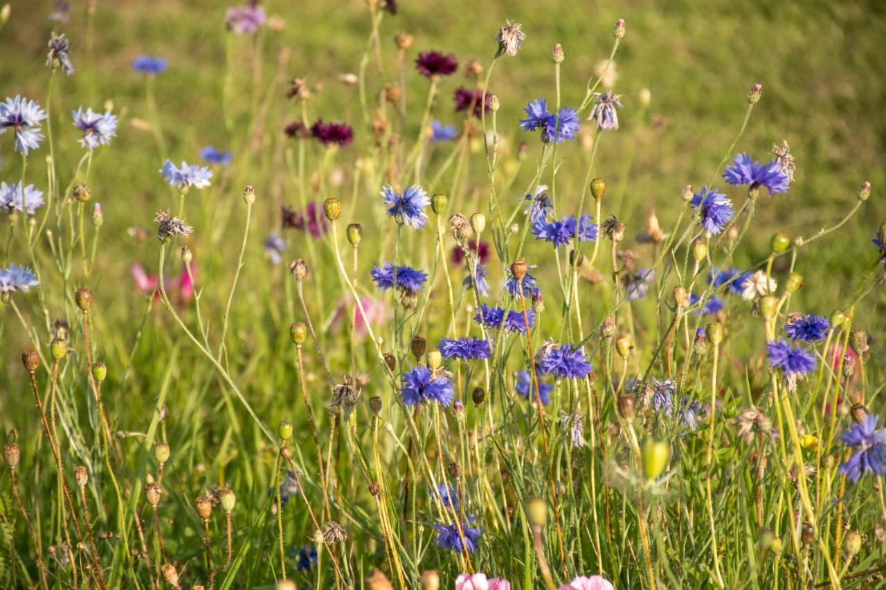 ヘクサム Wild Northumberland Glampingヴィラ エクステリア 写真